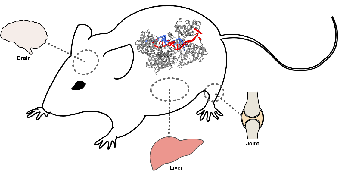 Mice picture with Ago2 and different tissues indicated in it