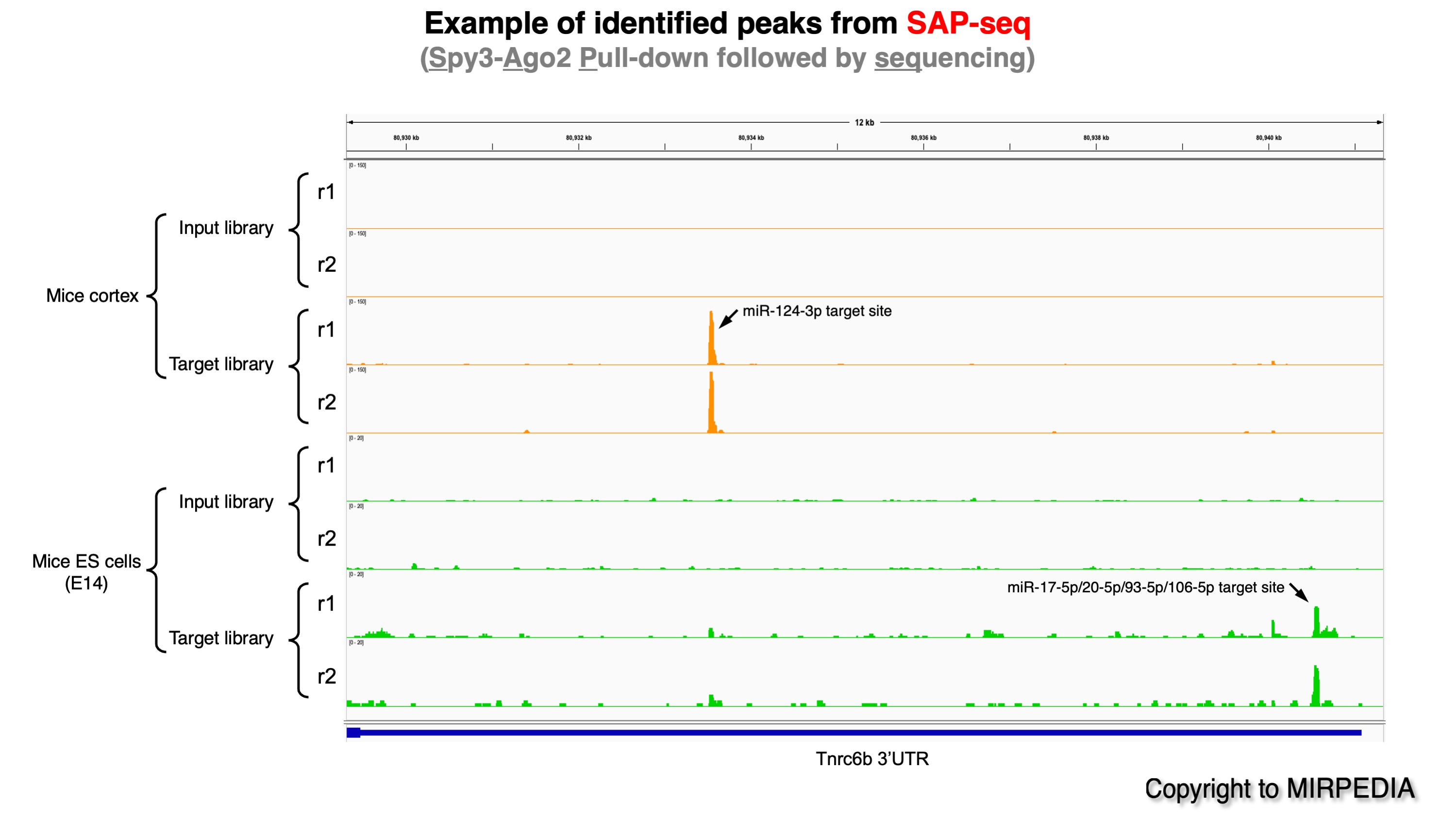 Examples of identified peaks from SAP-seq