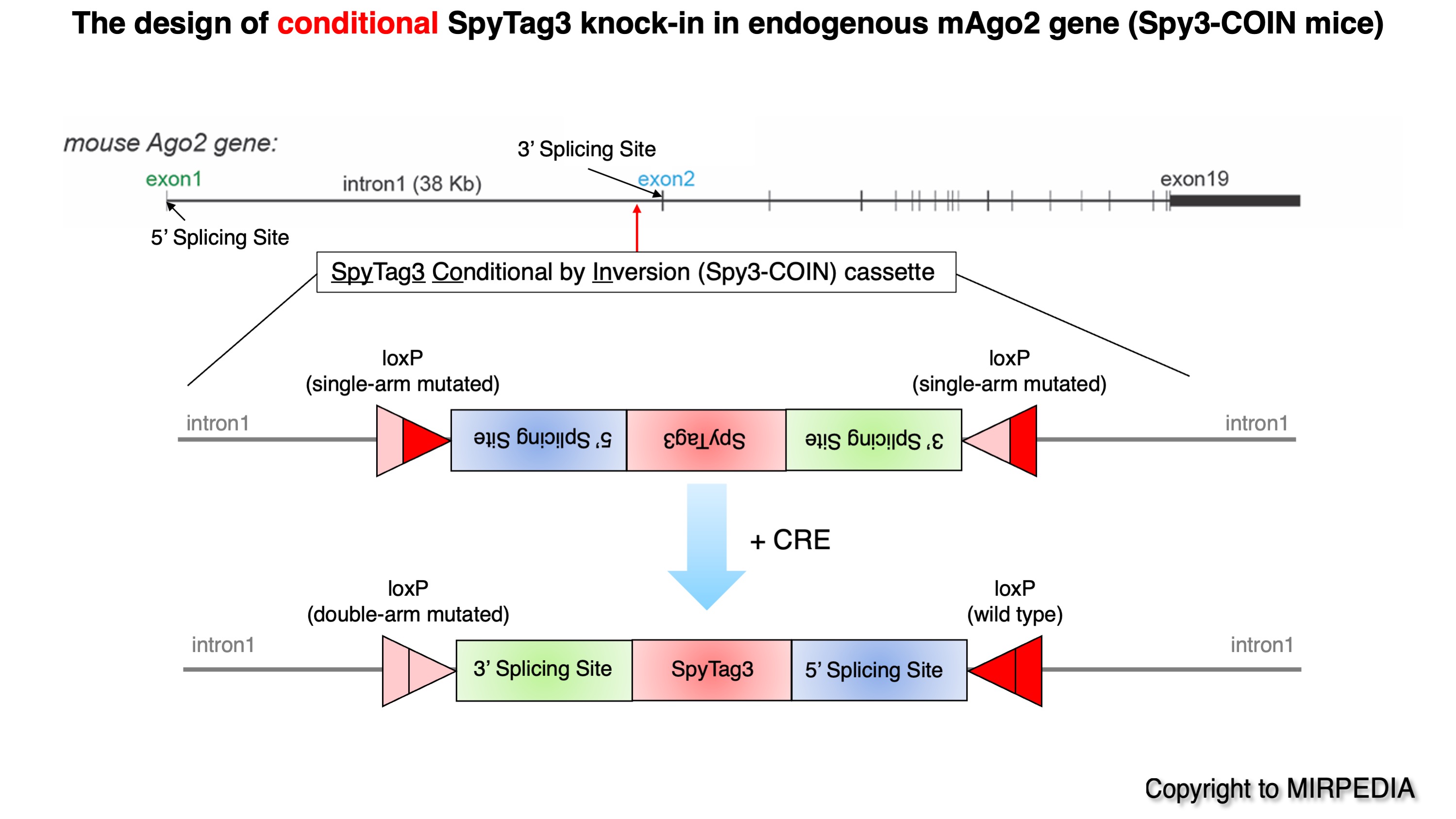 The design of conditional SpyTag3 Ago2 mice