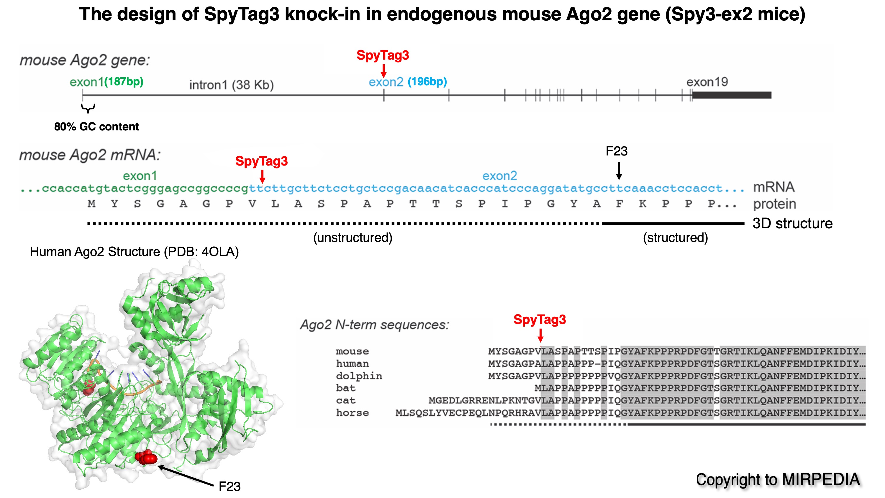 The design of constitutive SpyTag3 Ago2 mice